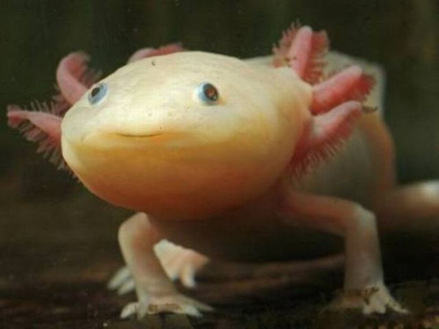 Axolotl, or Mexican walking fish. He is kinda cute. | Weird sea