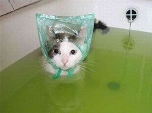 Bathing cat with hair cap