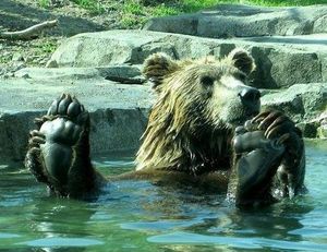 Bear chilling in the pool