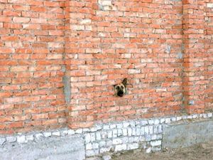 Brick wall dog is watching you
