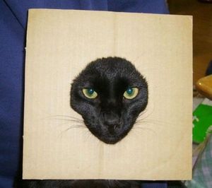 Cardboard cat is watching you