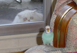 Cat watching parrot