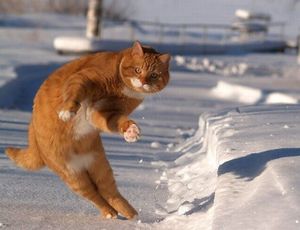Cat with invisible snowboard
