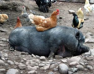 Chicken chilling on a pig