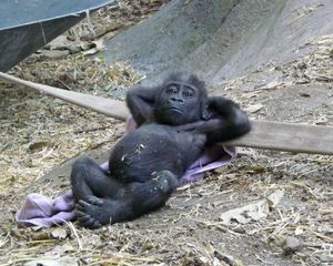 Chilling baby gorilla is chilling