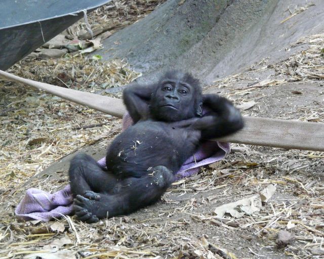 chilling-baby-gorilla-is-chilling.jpg