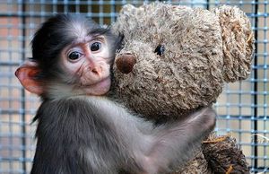 Chimp loves his tedddy bear