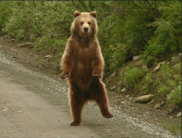[Image: dancing-bear-big.jpg]