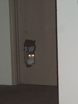 Door cat is watching you