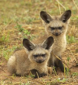 Evil twin foxes