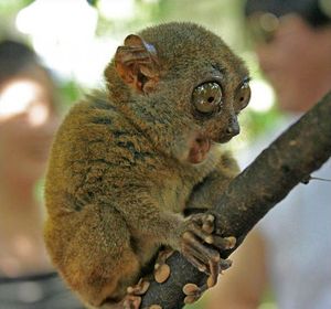 Fascinated tarsier