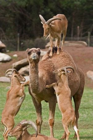 Goats vs. camel