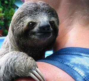 Happy sloth is happy
