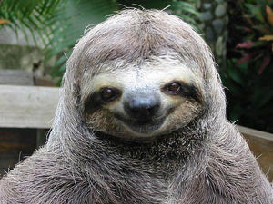 Happy smiling sloth