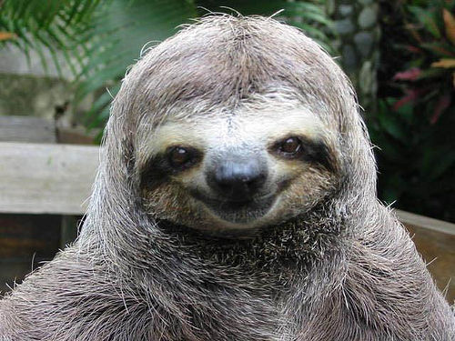 standing sloth