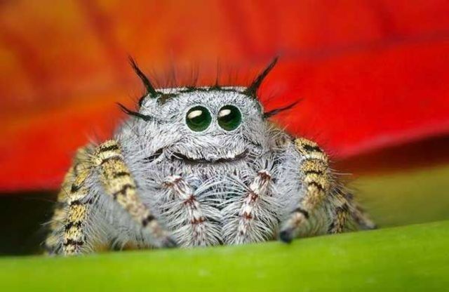 http://www.roflzoo.com/pics/042010/happy-spider-is-happy.jpg