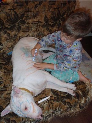 Kid paints bull terrier
