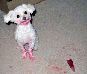 Lipstick dog