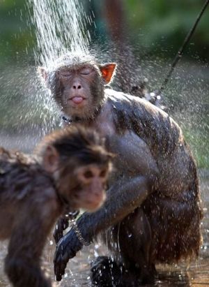 Monkey shower