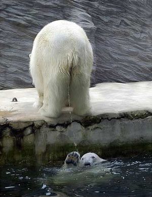 Owned polar bear
