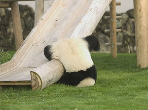 Panda slide fail