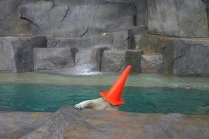 Polar bear with traffic cone