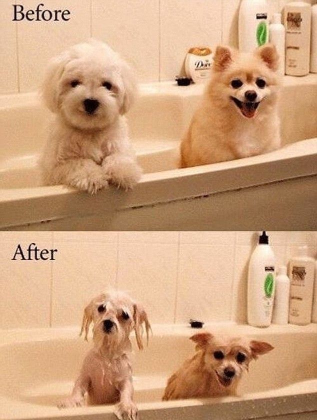 puppies-before-and-after-bath-big.jpg