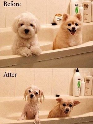 Puppies before and after bath