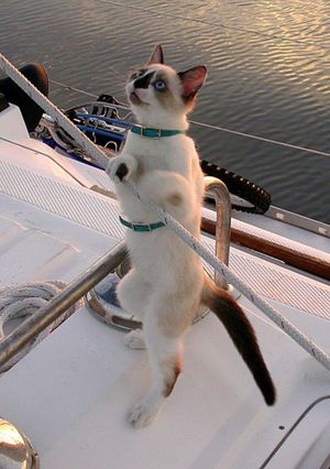 Sailor cat