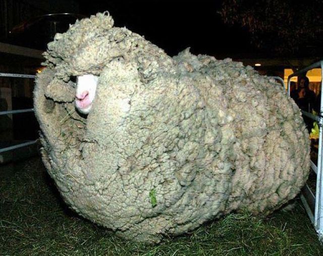 Sheep Afro