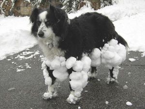 Snowball dog is not amused