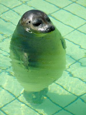 Standing seal