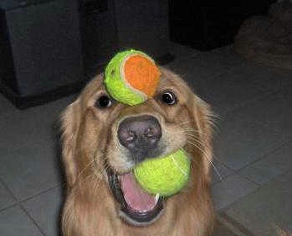 dog with too many tennis balls