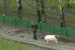 Walking the pig