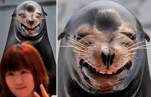 Weird sea lion