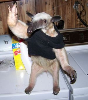 Anteater high five