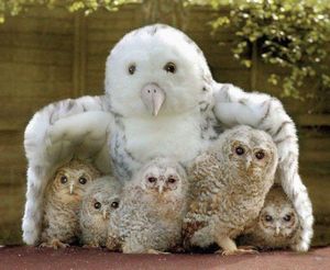 Baby owls with plush substitute mother