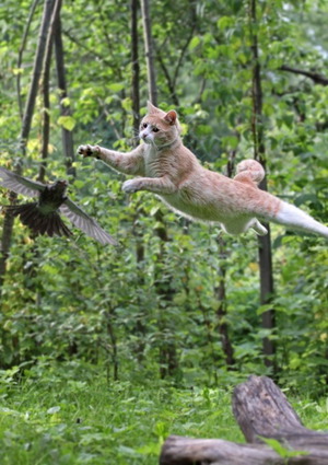Cat jumping after bird