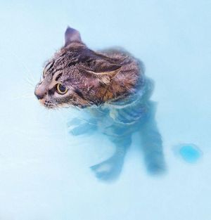 Cat standing in the water