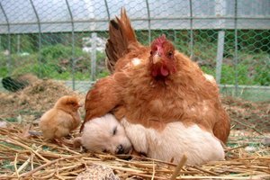 Chicken warming puppy