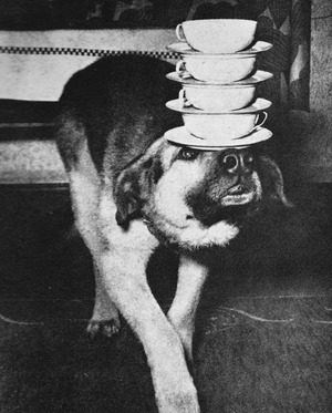 Dog balancing tea cups