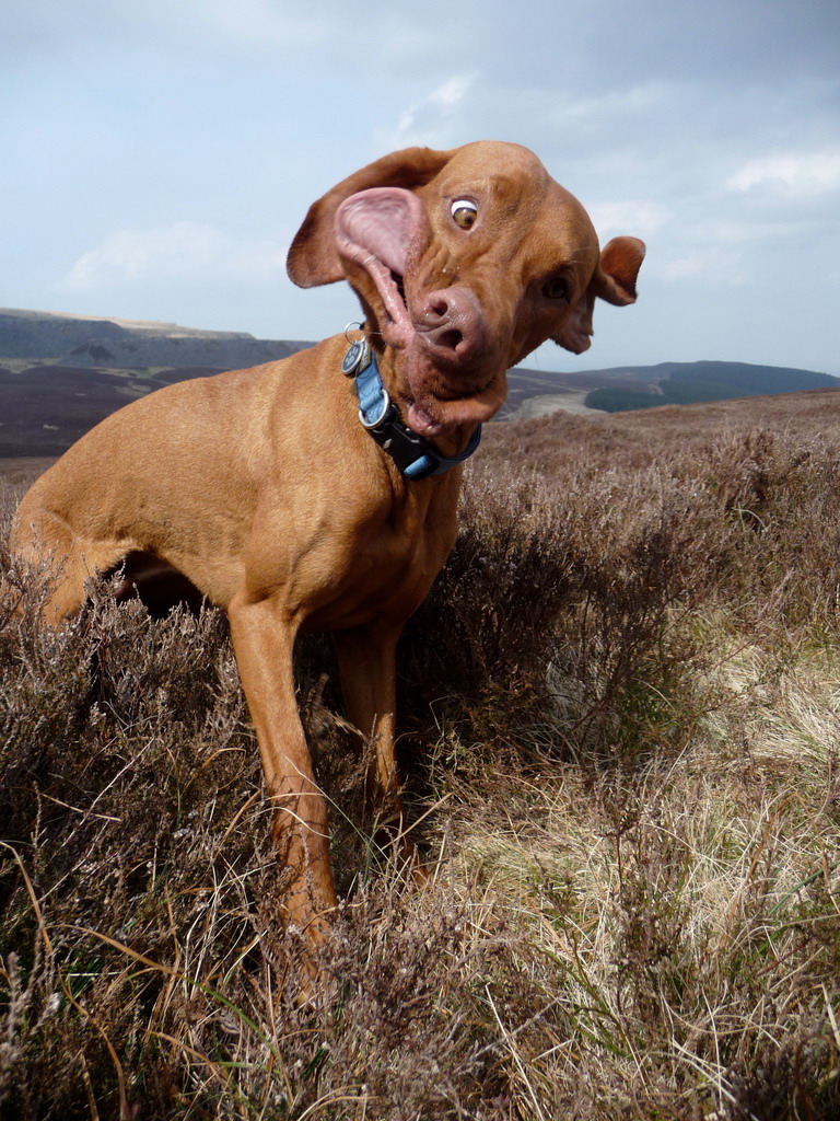 The 23 Funniest Photos Of Cats And Dogs Caught Mid Sneeze The 7 Made Me Laugh So Hard