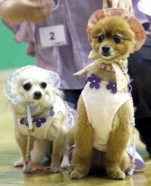Dressed dogs