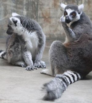 Lemur fuck you