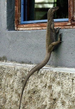 Lizard looking through the window