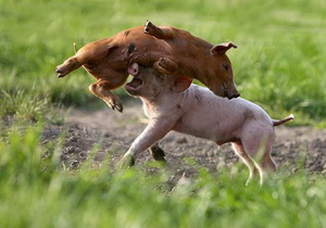 Piglets in action