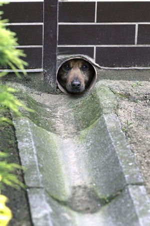 Pipe dog is watching you