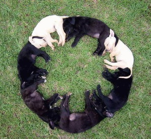 Puppies sleeping in a circle