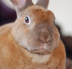 Serious rabbit