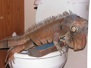 Toilet-trained iguana